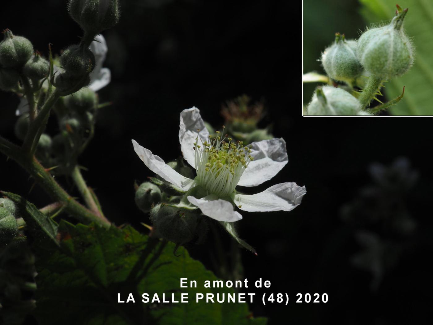 Bramble, Large-leaved flower